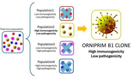 Cloning Orniprim