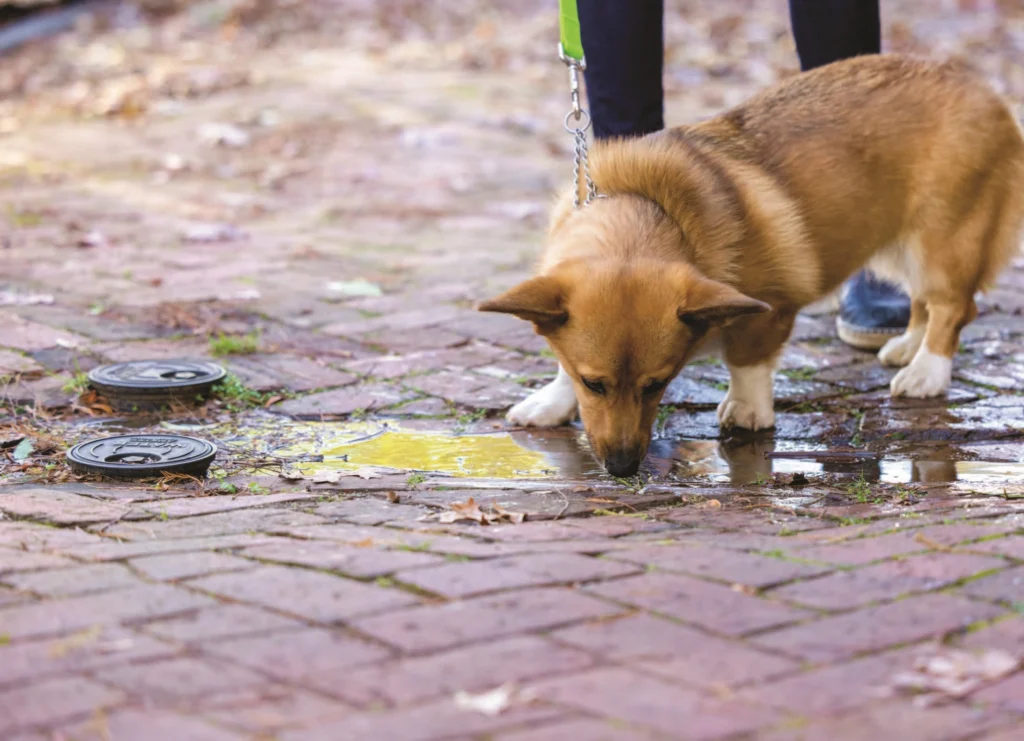 Dog stagnant water