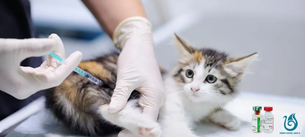 cats vaccination0