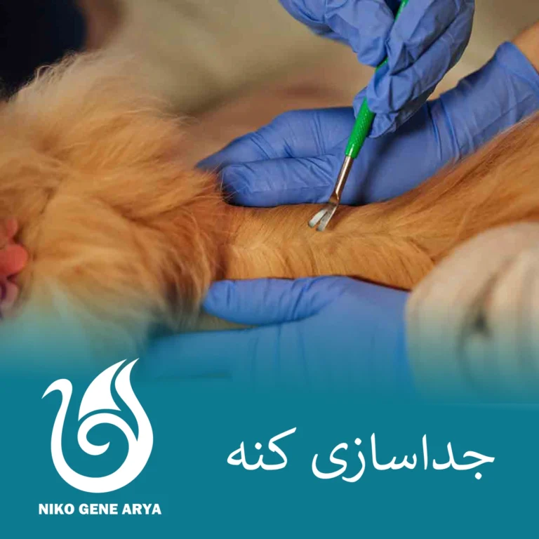 آموزش نحوۀ جدا کردن کنه از سگ و گربه